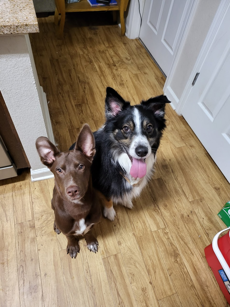Pet cared for by Starbaby Pet Care