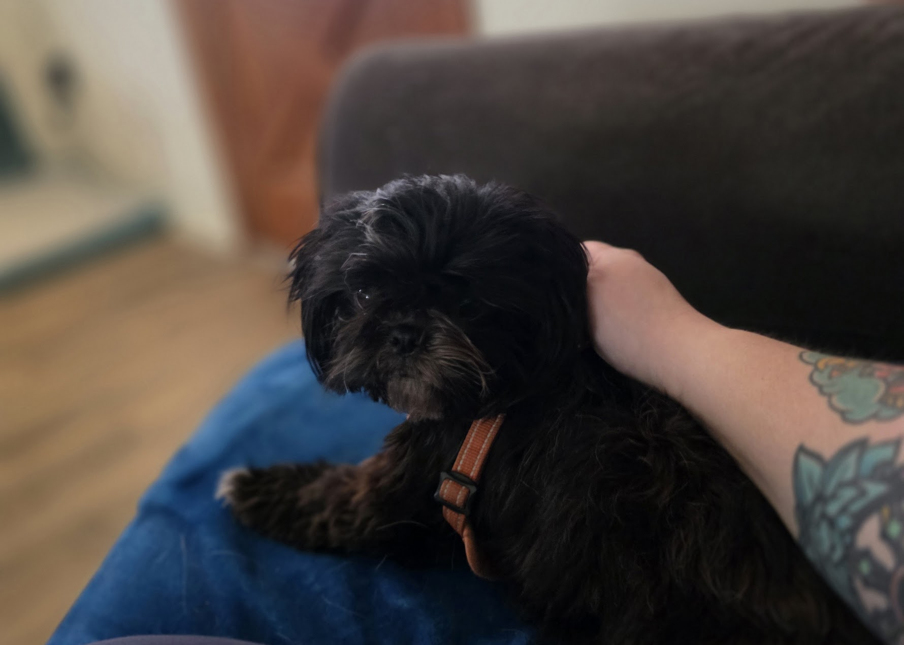 Pet cared for by Starbaby Pet Care