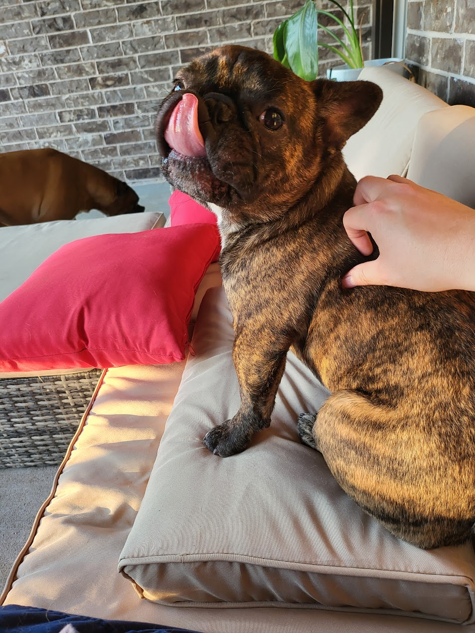 Pet cared for by Starbaby Pet Care