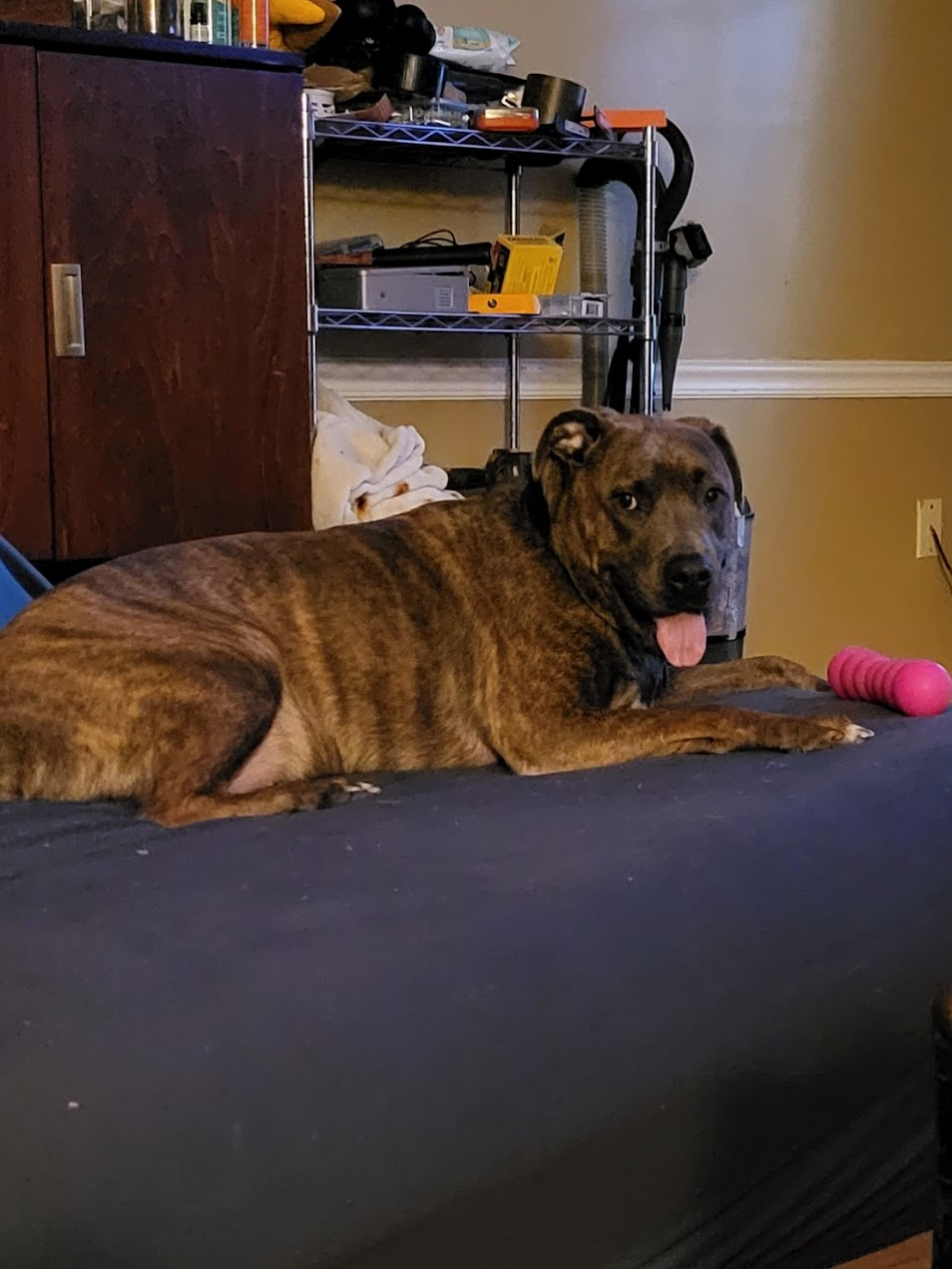 Pet cared for by Starbaby Pet Care