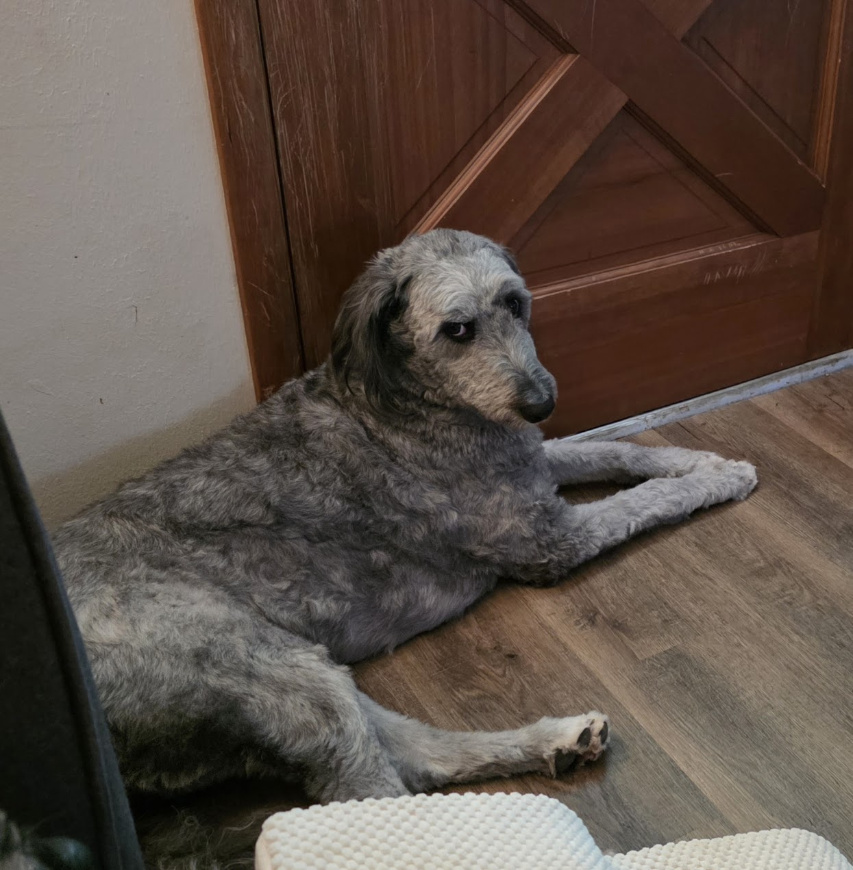 Pet cared for by Starbaby Pet Care
