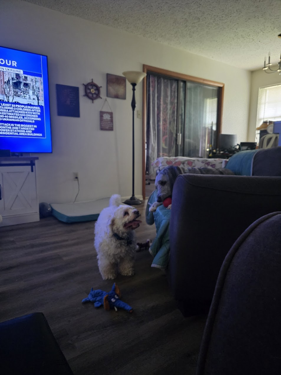 Pet cared for by Starbaby Pet Care