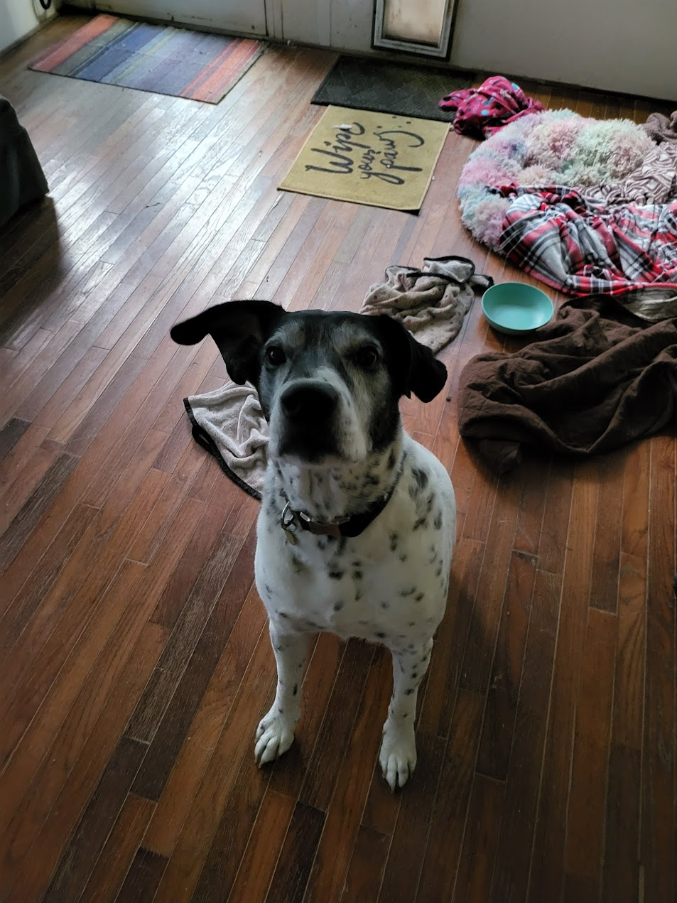 Pet cared for by Starbaby Pet Care