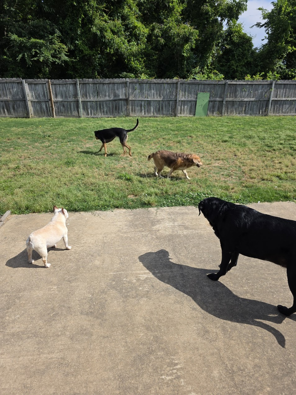 Pet cared for by Starbaby Pet Care