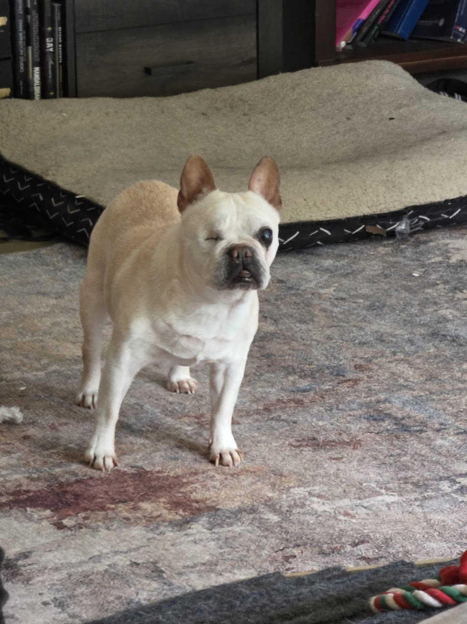Pet cared for by Starbaby Pet Care