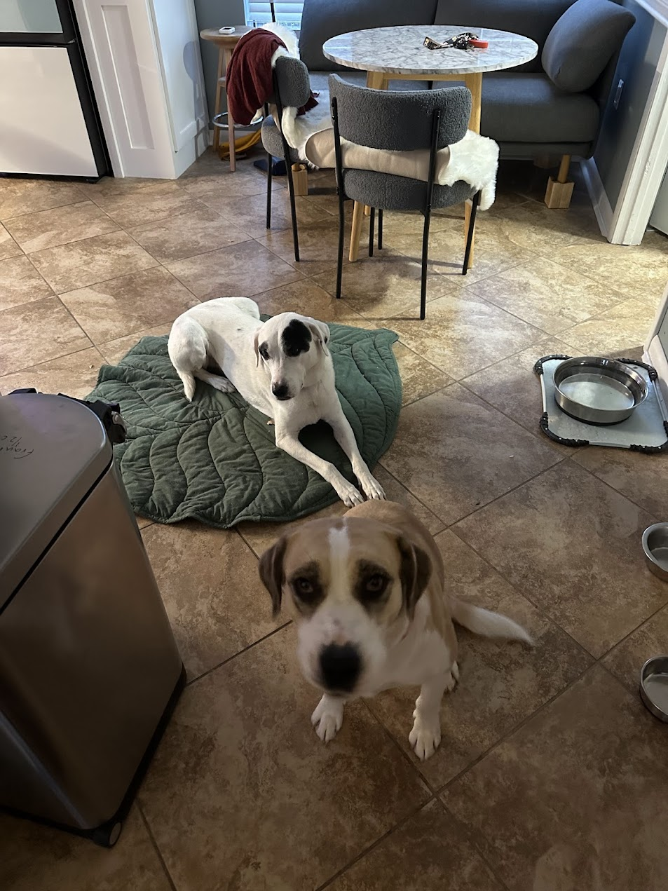 Pet cared for by Starbaby Pet Care