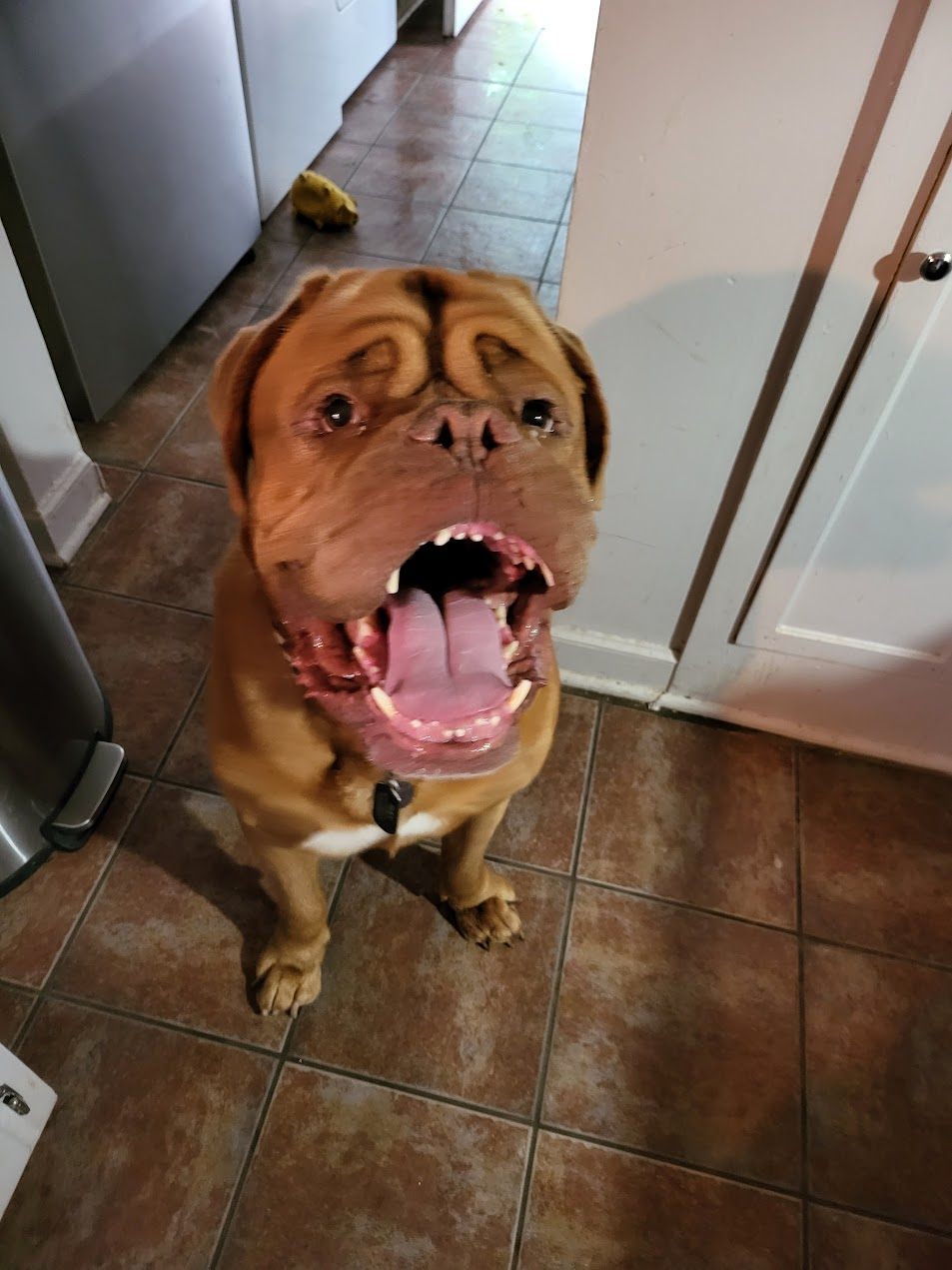 Pet cared for by Starbaby Pet Care