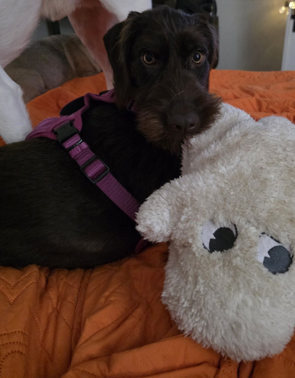 Pet cared for by Starbaby Pet Care